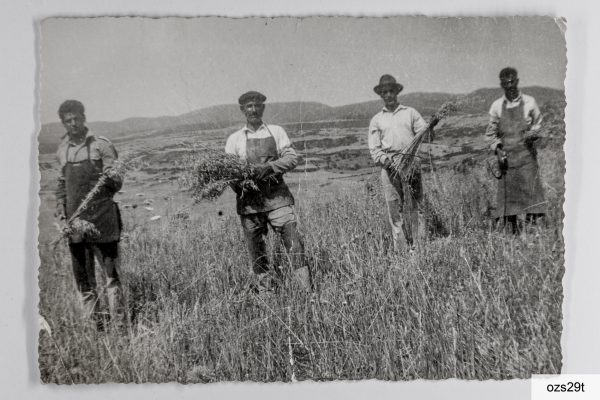 Mietitura anni Cinquanta del Novecento. Si riconosce Angelo Spiga, primo a sinistra